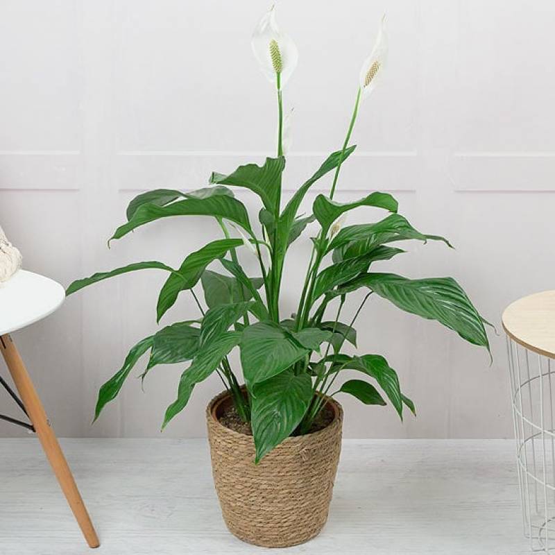 Tall Peace Lily Plant