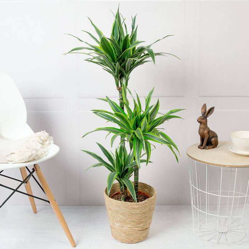 Dracaena Lemon Lime Plant