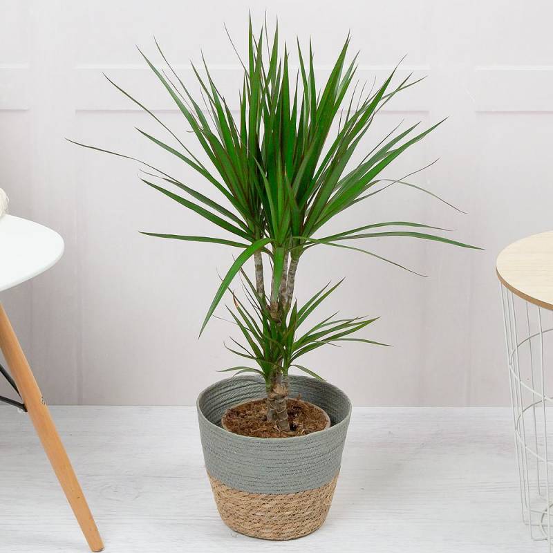 Dragon Tree Plant