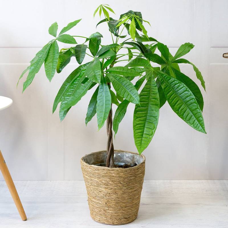 Money Tree