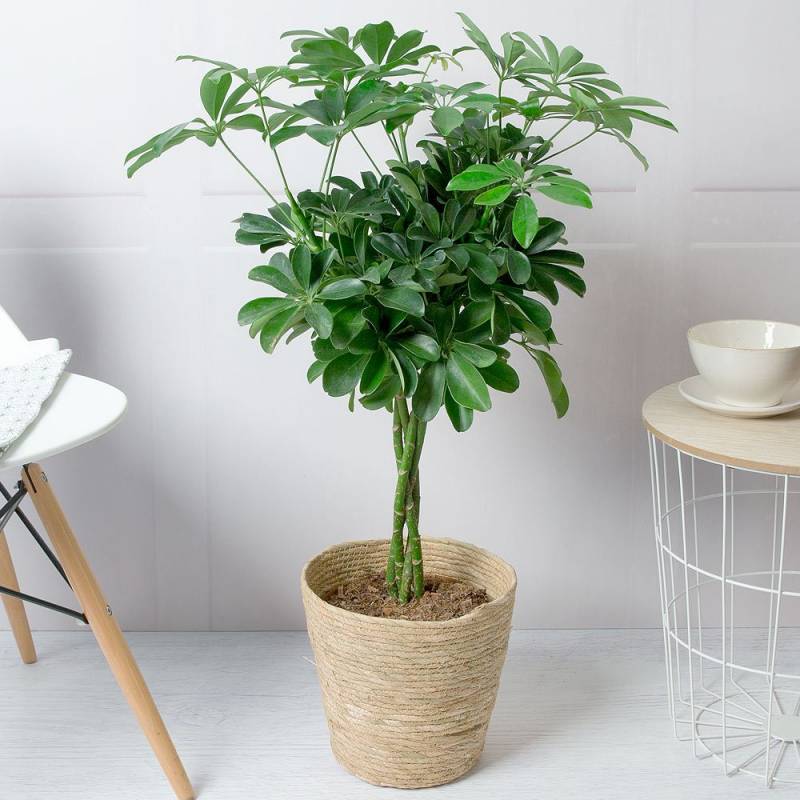Dwarf Umbrella Tree