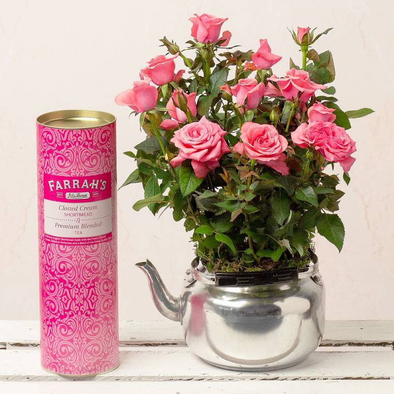 Afternoon Tea Rose Gift