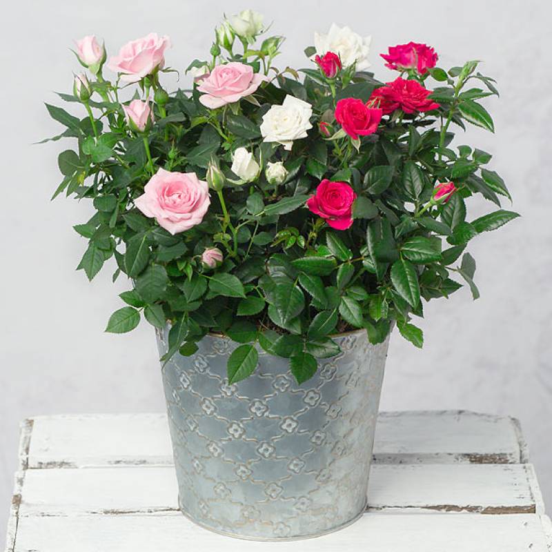 Ombre Rose Trio