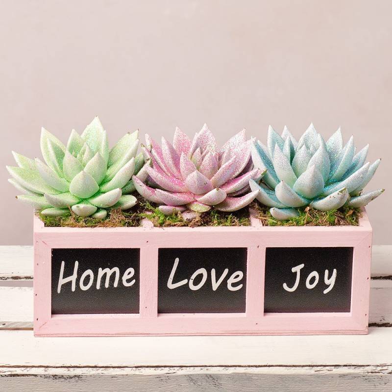 Unicorn Succulents