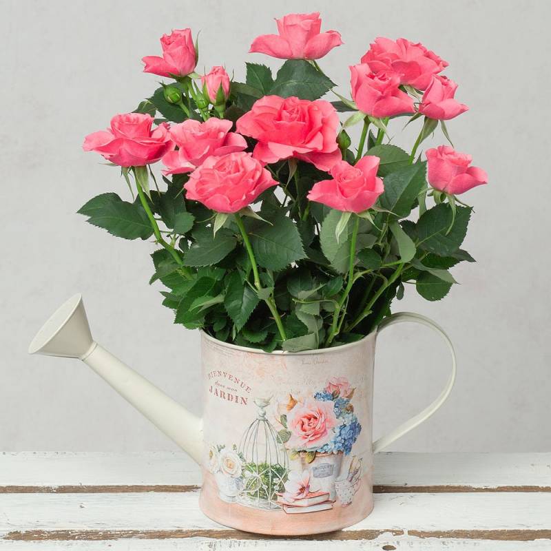 Pink Rose in Vintage Watering Can
