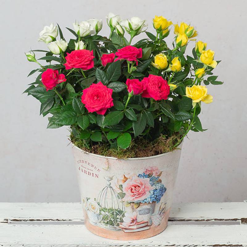 Vintage Rose Trio