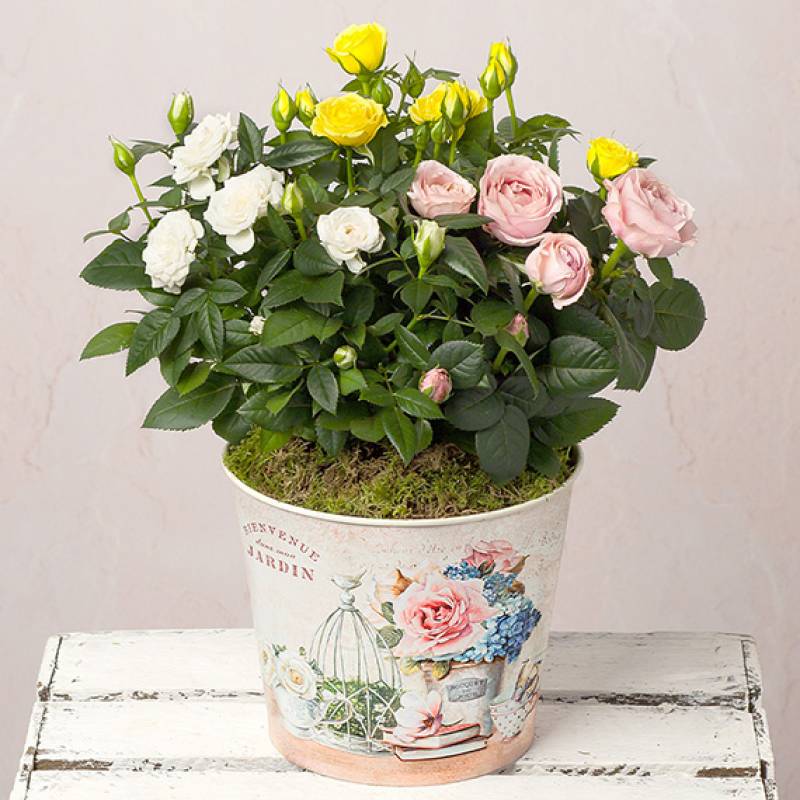 Vintage Rose Trio