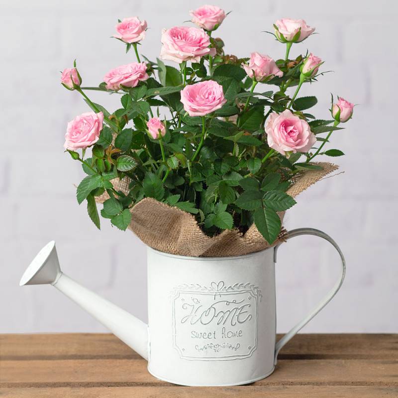 Rose Plant in Watering Can Funky Hampers