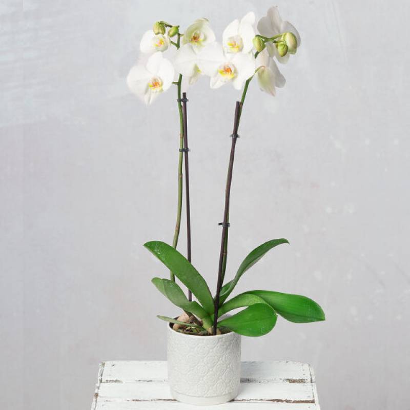 White Phalaenopsis Orchid