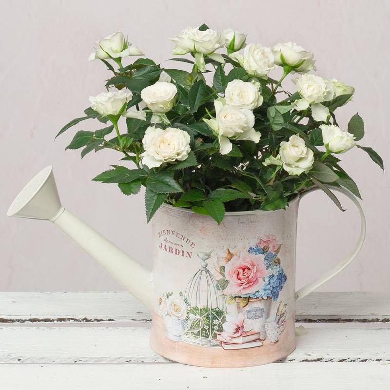 White Rose in Vintage Watering Can