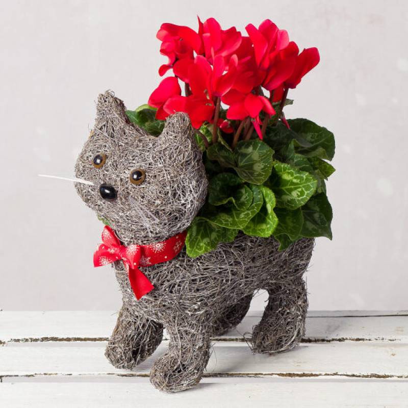 Cyclamen Cat Planter