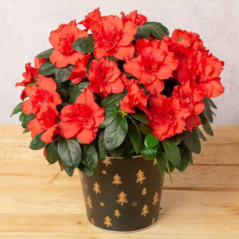 Red Azalea in Zinc Pot