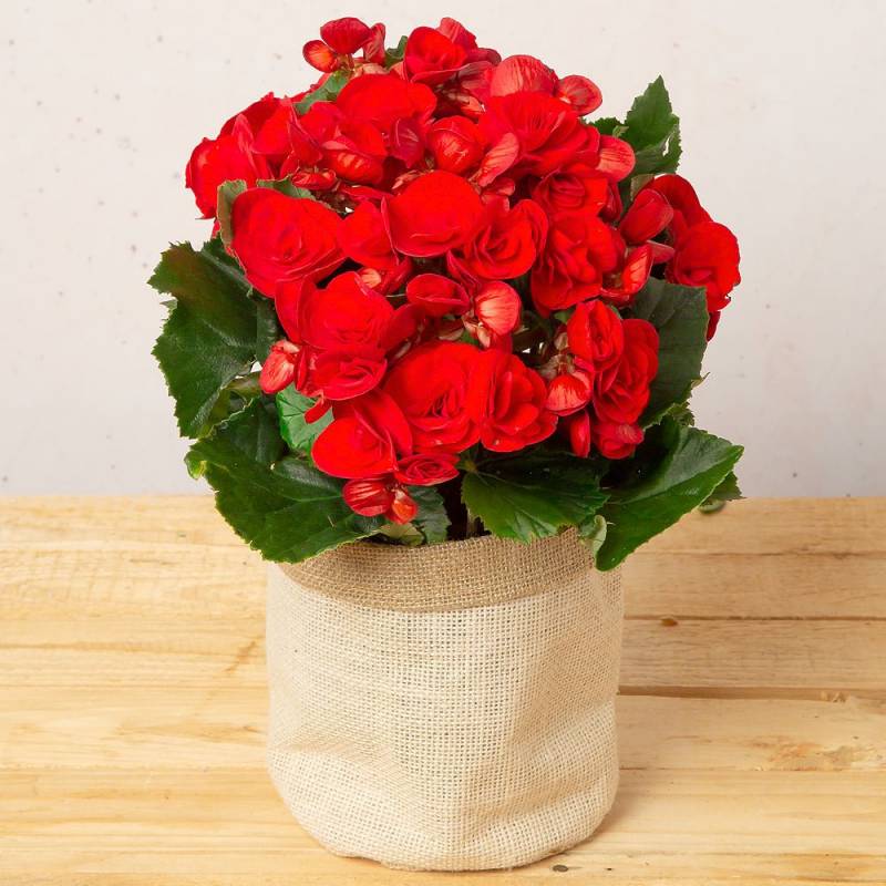 Festive Red Begonia in Jute Pot