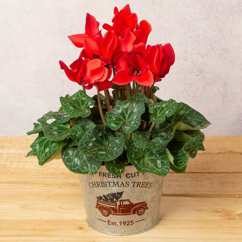 Red Cyclamen in Festive Zinc Pot