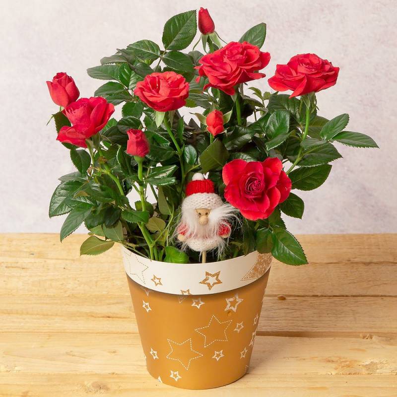 Red Rose in Copper Paper Sleeve