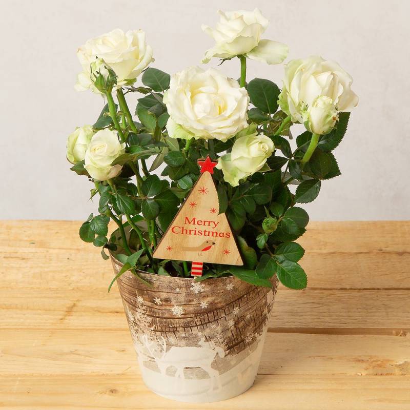 White Rose in Festive Paper Sleeve