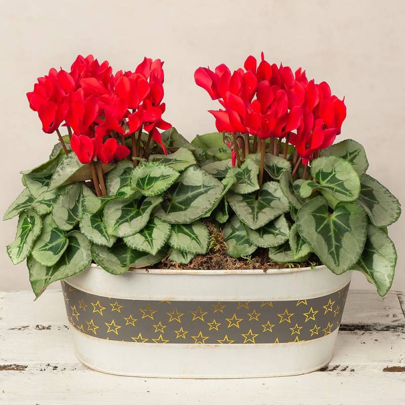Red Cyclamen Duo in White Pot