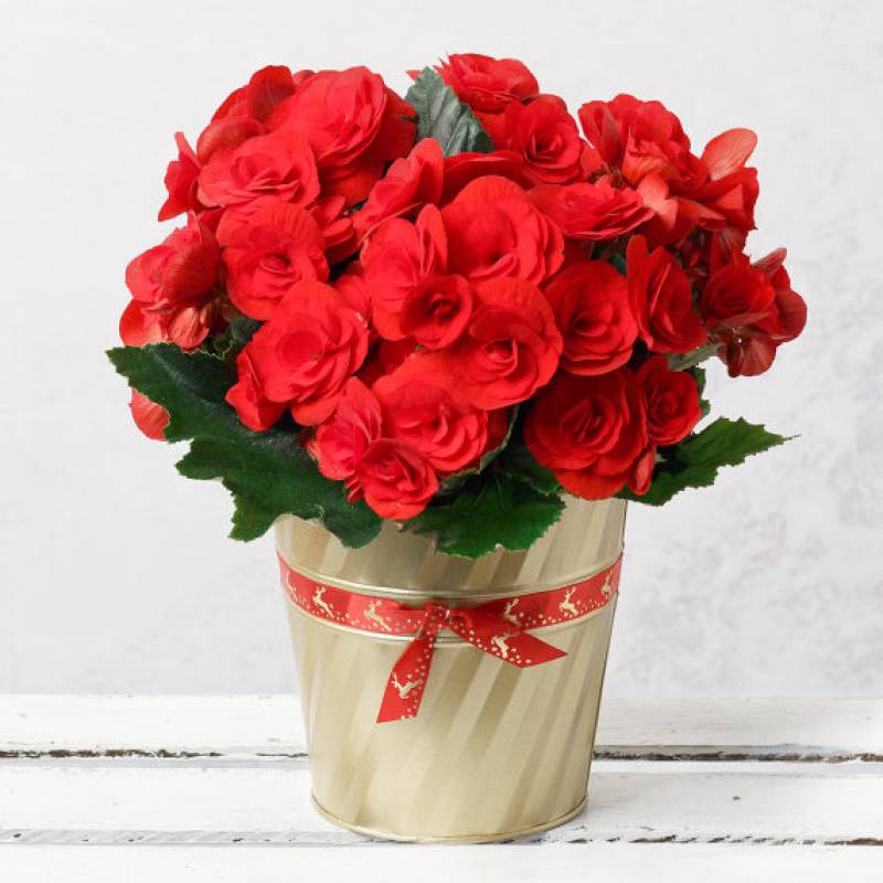 Christmas Begonia