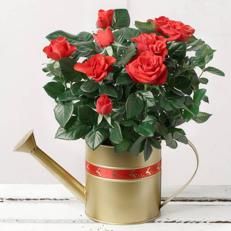 Red Rose in Gold Watering Can