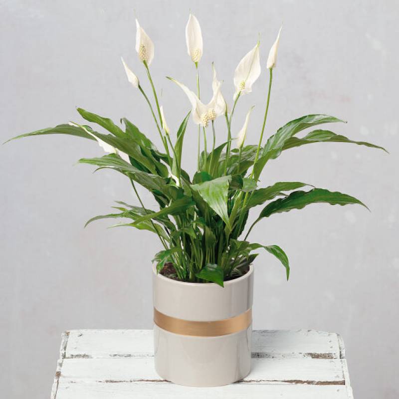 Peace Lily in Ceramic Pot