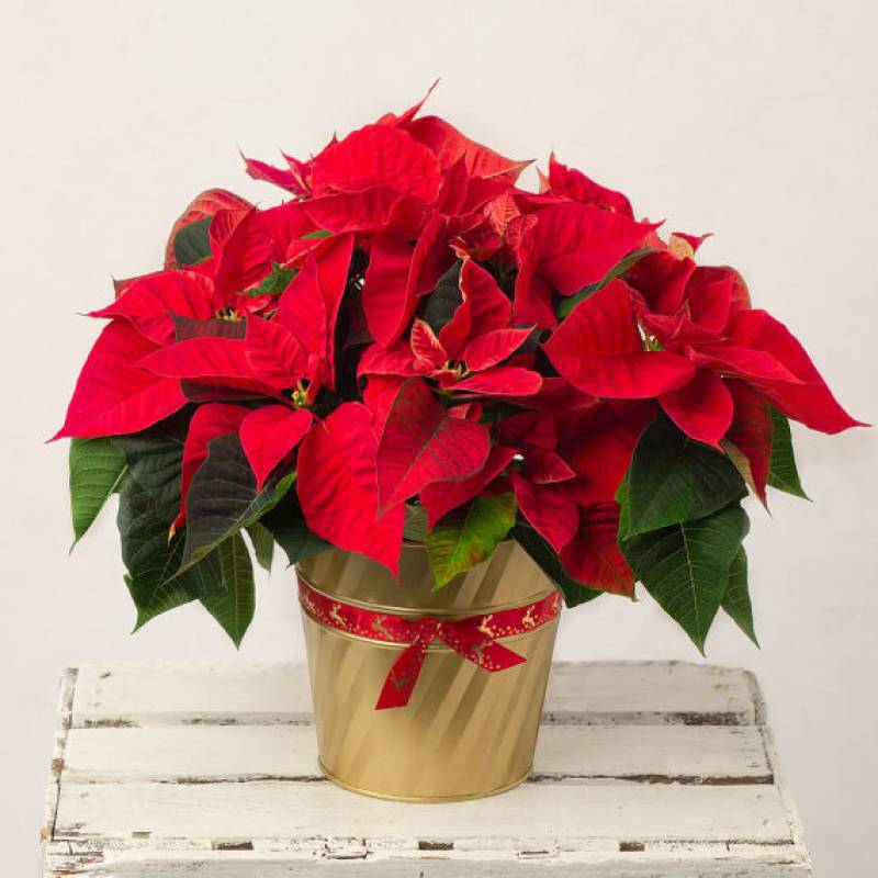 Christmas Poinsettia 