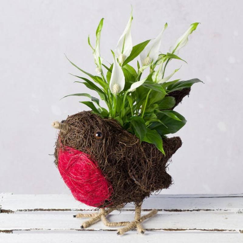 Peace Lily Robin Planter