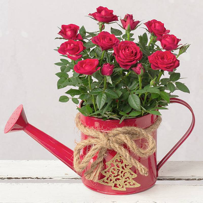 Christmas Red Rose in Watering Can