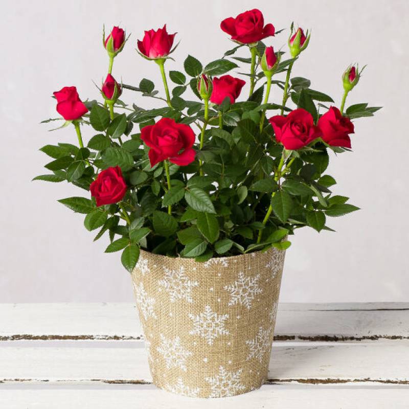 Christmas Red Rose