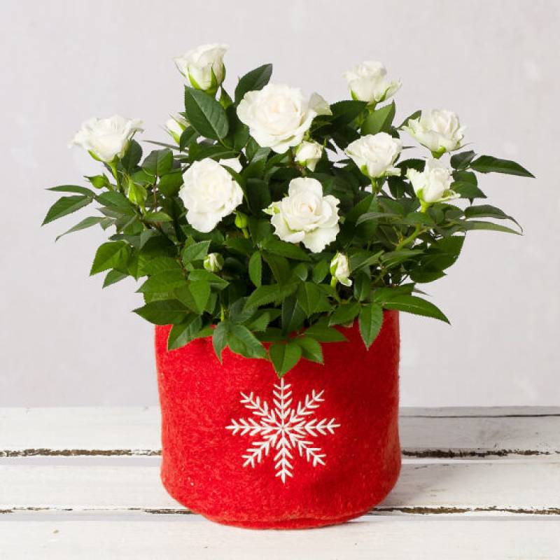 White Christmas Rose 