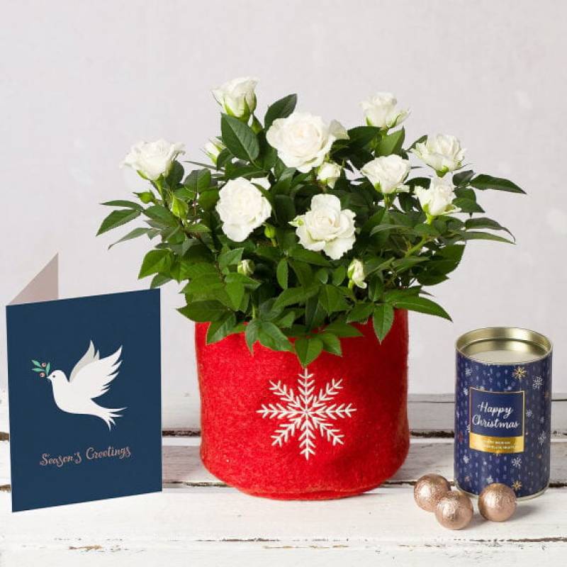 White Christmas Rose Gift