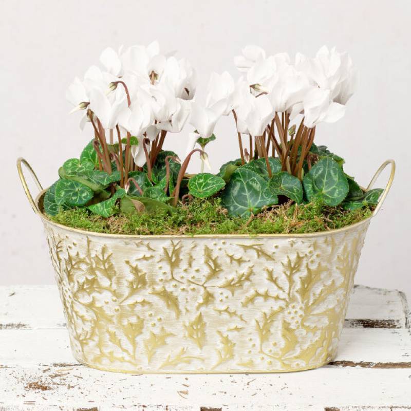 White Cyclamen Duo