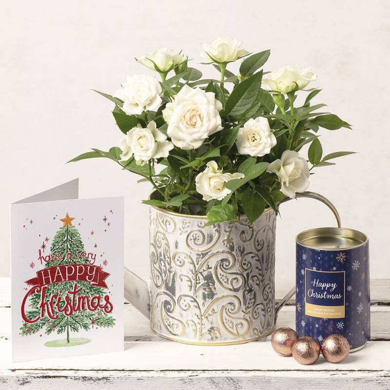 White Rose Christmas Gift