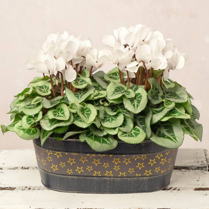 White Cyclamen Duo in Star Pot