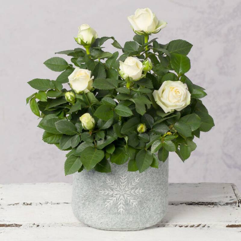 White Christmas Rose 
