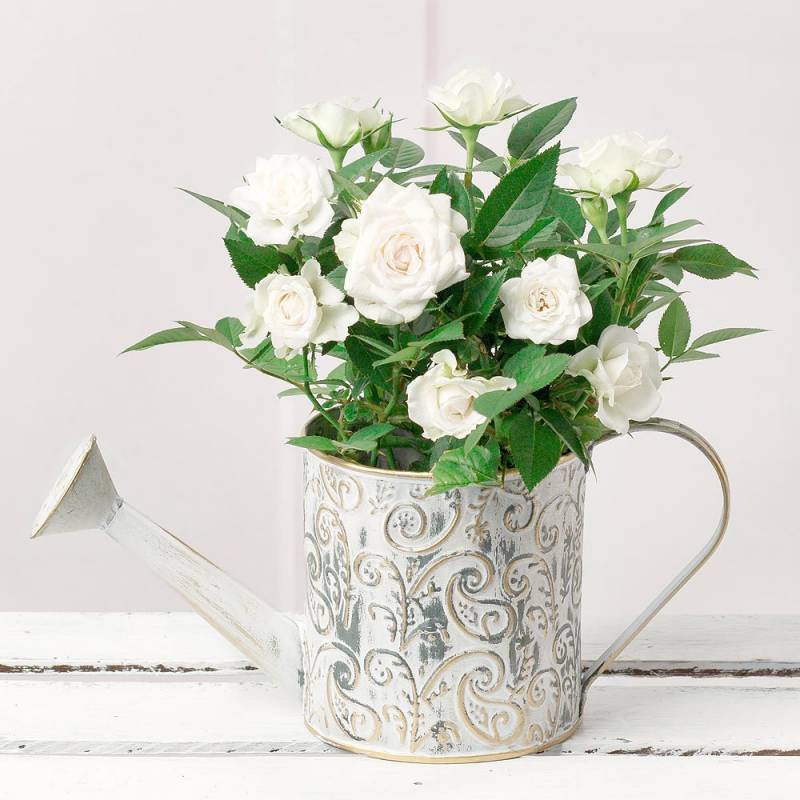 White Rose in Watering Can