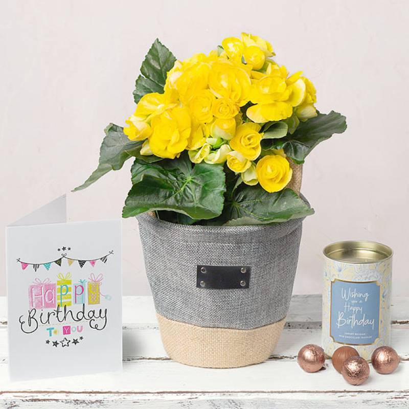 Birthday Begonia Gift