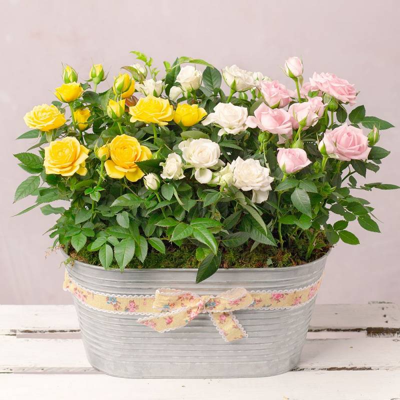 Spring Roses Planter