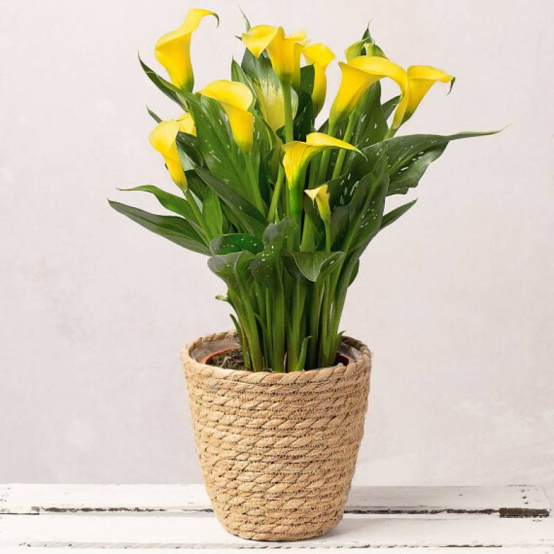 Yellow Calla Lily