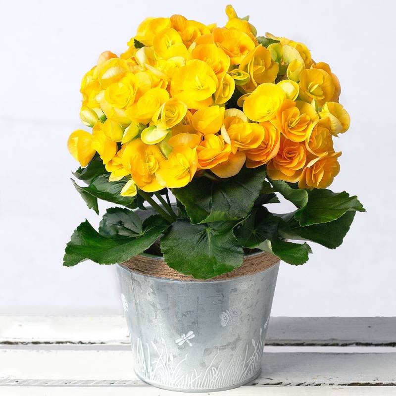 Yellow Begonia in Zinc Pot
