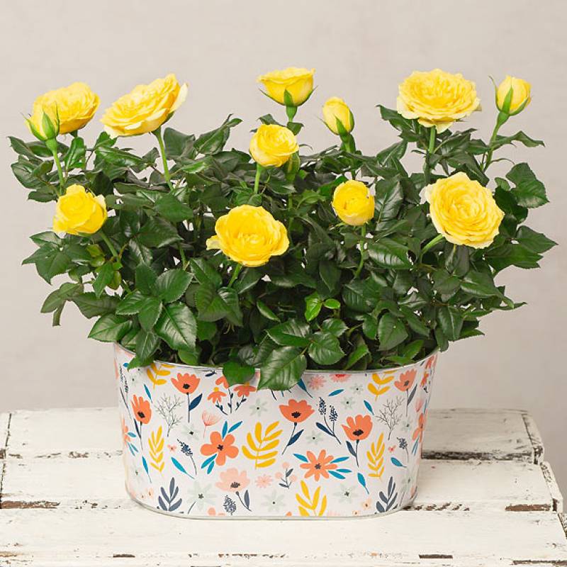 Yellow Rose Duo