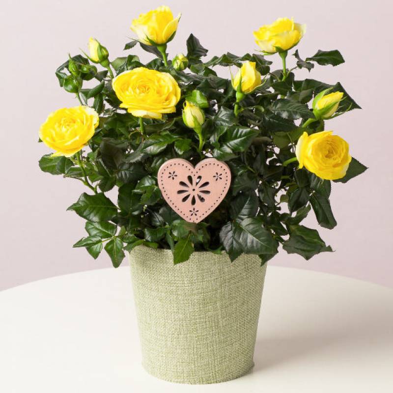 Yellow Rose in Textured Pot