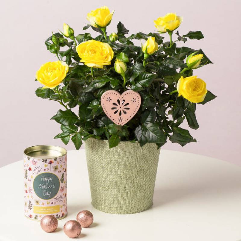 Mother's Day Yellow Rose Gift