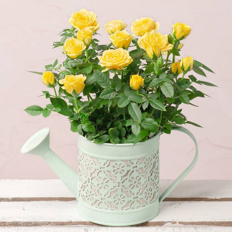Yellow Rose in Watering Can
