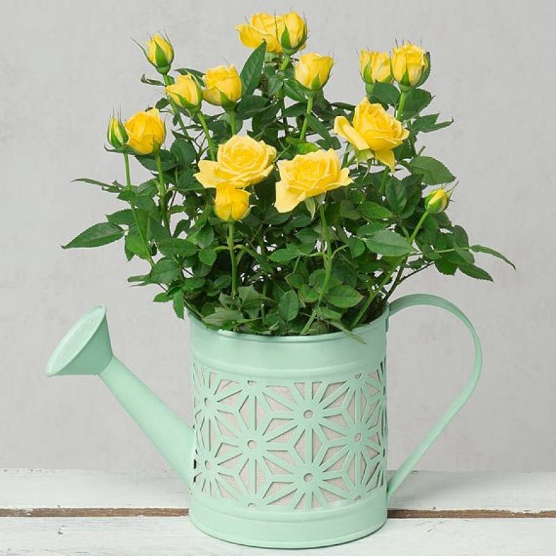 Yellow Rose in Watering Can