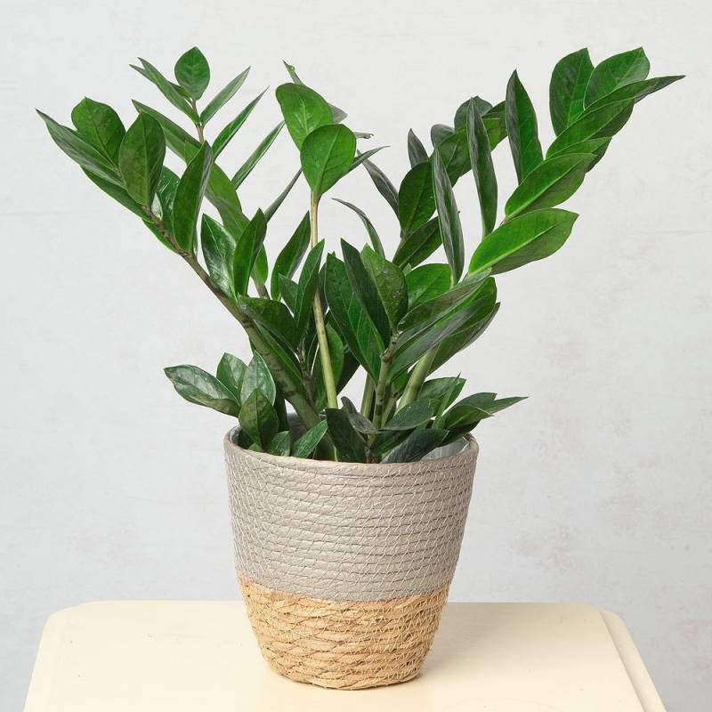 Zanzibar Plant