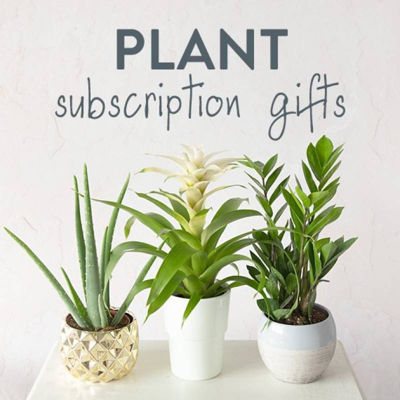 House Plant Monthly Gift