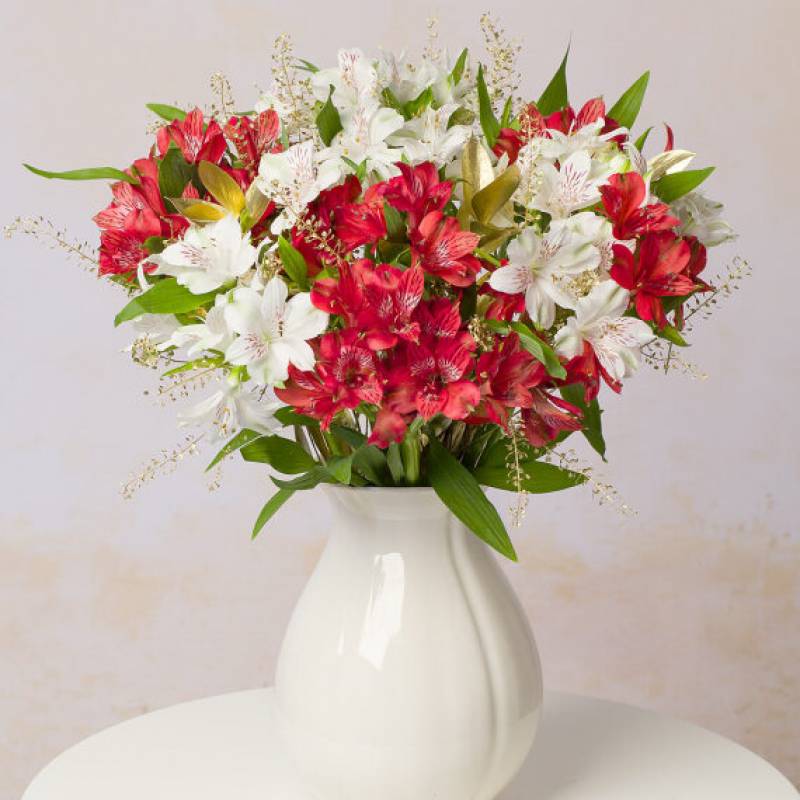 Christmas Alstroemeria