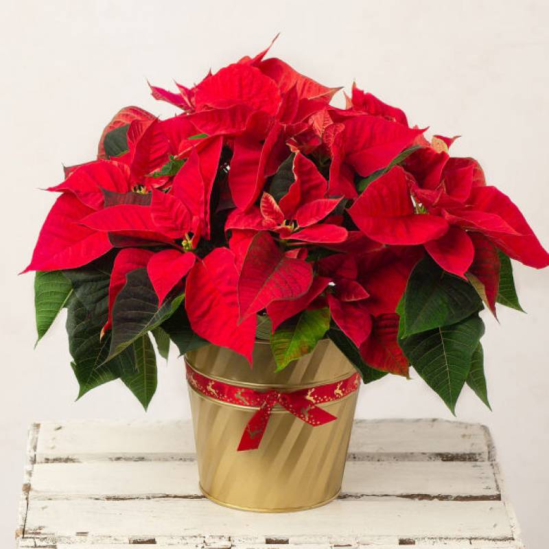 Christmas Poinsettia