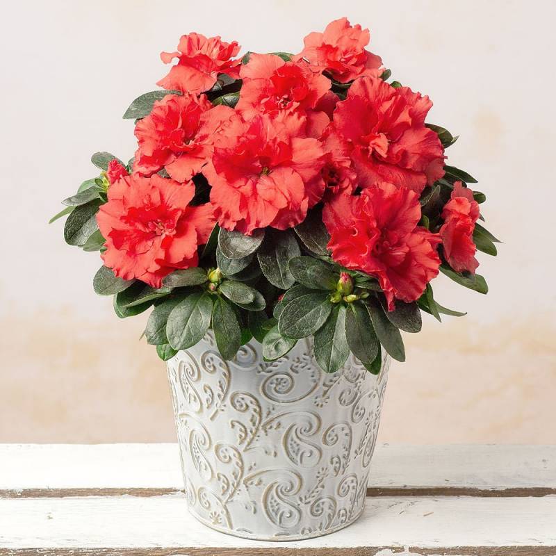 Festive Red Azalea