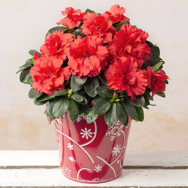 Red Azalea in Snowflake Pot